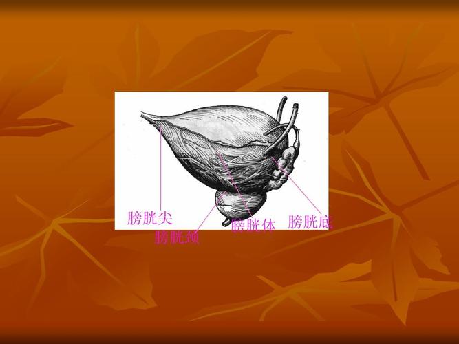 膀胱尖 膀胱颈 膀胱体 膀胱底