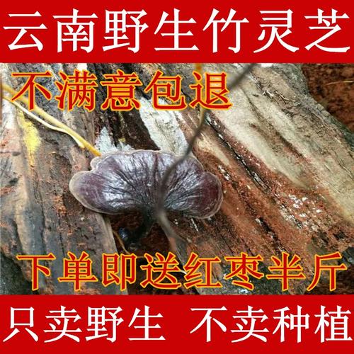 野生竹灵芝云南深山采摘天然长颈野生竹灵芝正品特级250g全国包邮