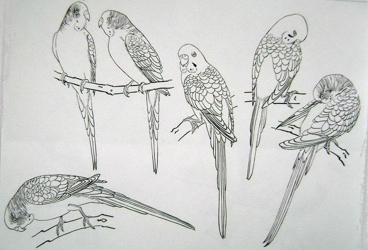 虎皮鹦鹉的几种动态造型