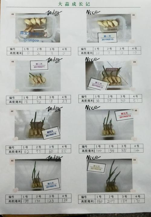 这是我的蒜苗成长记录表!