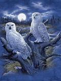 snowy owls