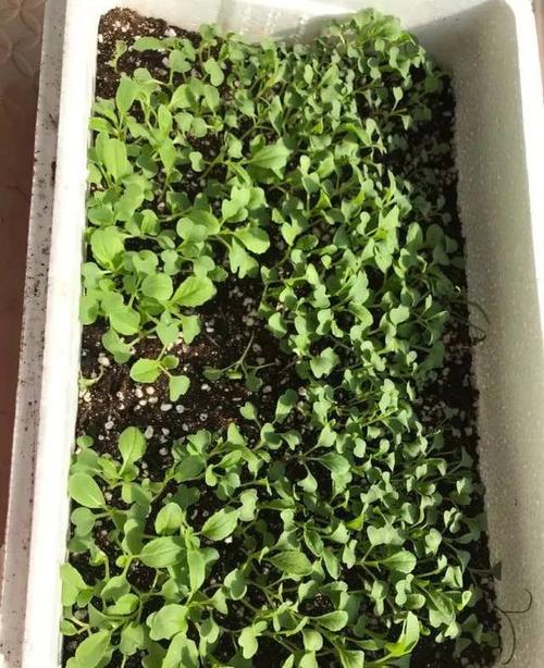 盆栽空心菜  空心菜生长的速度非常非常快,我们可以找点种子来播种到