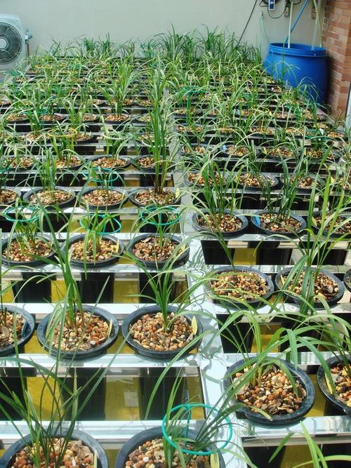 兰花搬入新兰房!