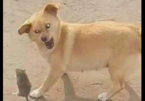 老鼠想要跳起来咬狗,狗狗的表情认真又滑稽:我今天要