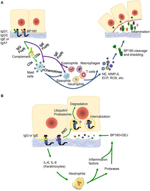 ic, eosinophilic, basophilic, and macrophage infiltration, which