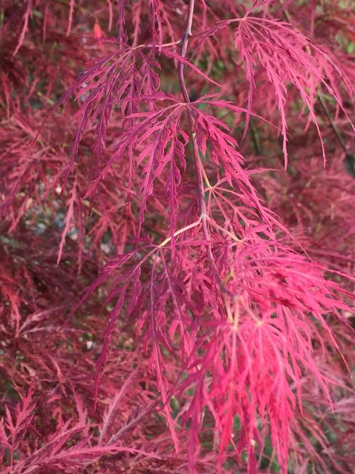 其它 羽毛枫羽毛枫 远观红叶枫, 近看叶细绒.