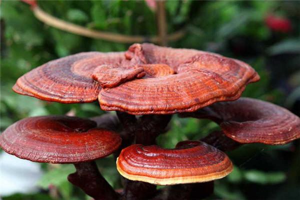 野生红灵芝多少钱一斤