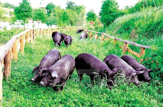 绿色畜牧养殖技术推广应用