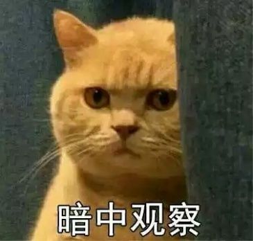 大家还记得一只橘猫 暗中观察的表情包吗?