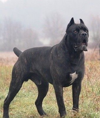 加纳利犬和卡斯罗犬有什么区别?长的好像啊.