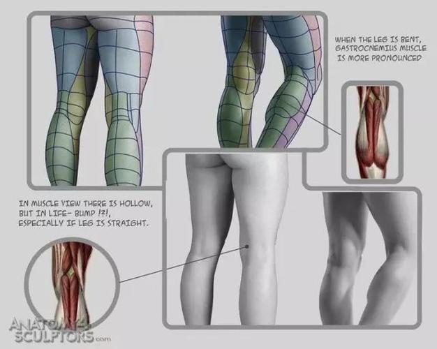 男性身体结构资料《anatomy for sculptors&解剖的雕塑家》