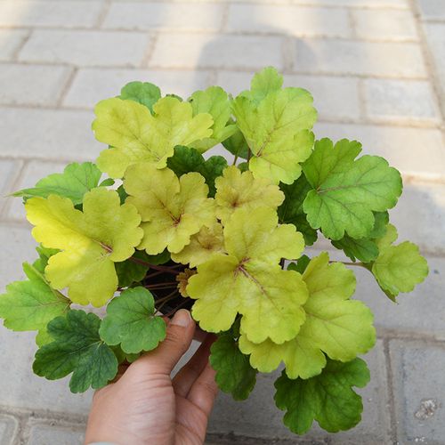 矾根室外观叶植物耐阴四季常青 好评好店