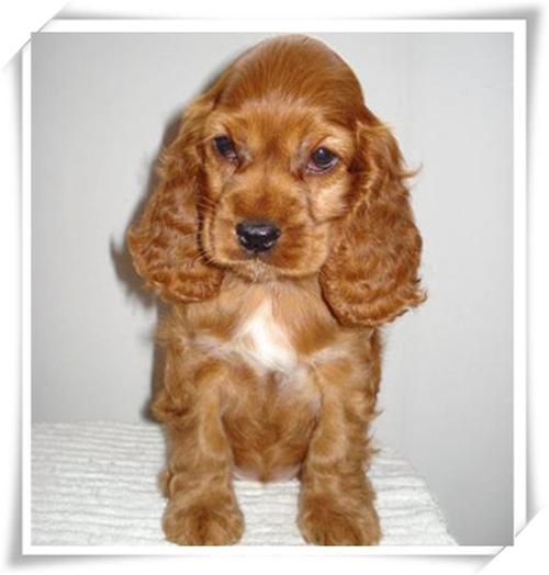 美国可卡犬 活体