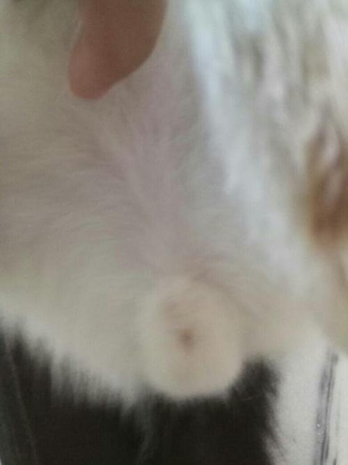 这只猫是公是母?有张图是它大小便的地方.