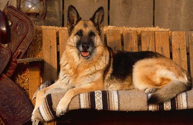 犬等,虽然血统来源目前是不明确的,但是纯正的德牧犬都有自己独特之处