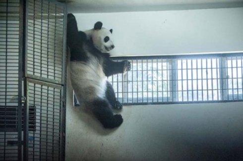 熊猫:会点功夫才能吹空调