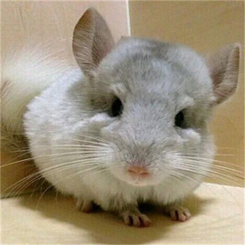 京选推荐宠物小龙猫活体幼崽毛栗鼠紫灰银斑米色标灰粉白宠物弟弟妹妹