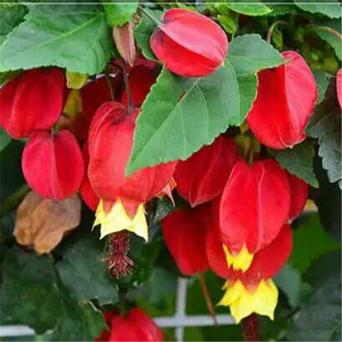 新品灯笼花蔓性风铃花