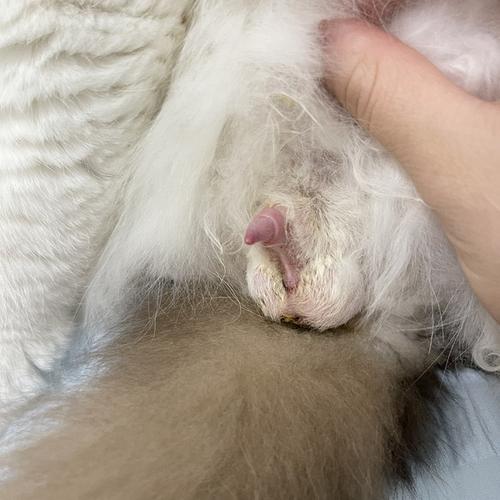 有图慎入这个丁丁正常吗问题已解决