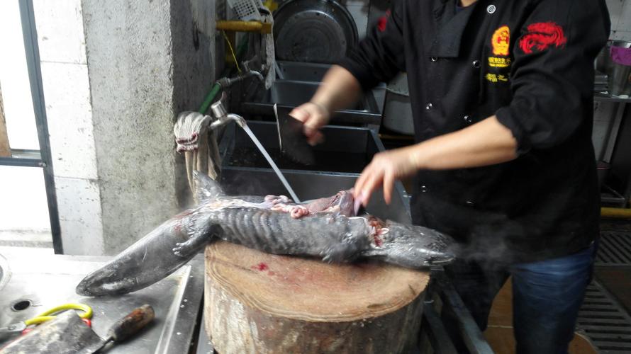 教你宰杀娃娃鱼的方法