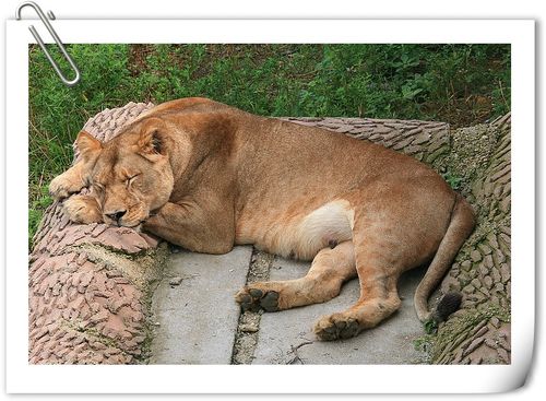 狮子是怎样睡觉的