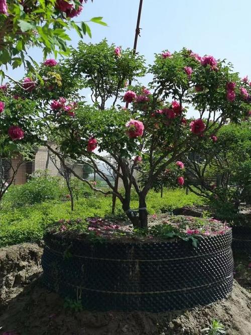 这是一棵牡丹树可以成为百年的甘肃牡丹