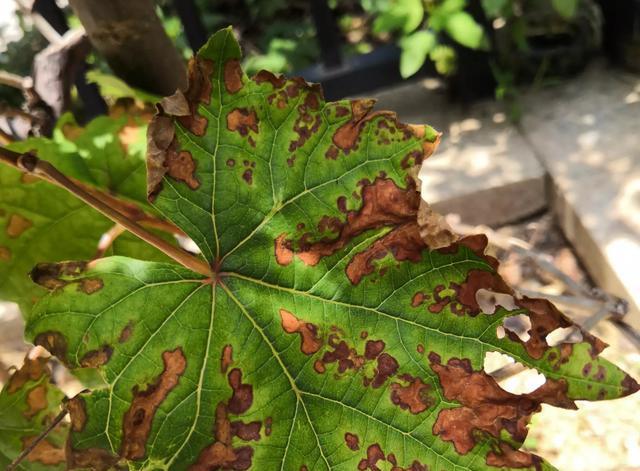 判断依据从图来看,可考虑葡萄大褐斑病危害所致,下面我们来分别进行