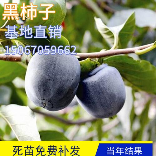 黑柿子苗巧克力柿子树苗盆栽果苗嫁接活苗庭院地栽果树南北方种植