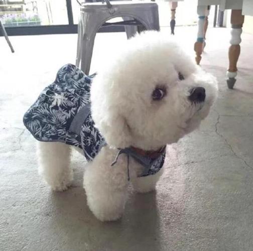 饲养比熊犬的"7大误区",宠主要了解,不然寿命都会减半!