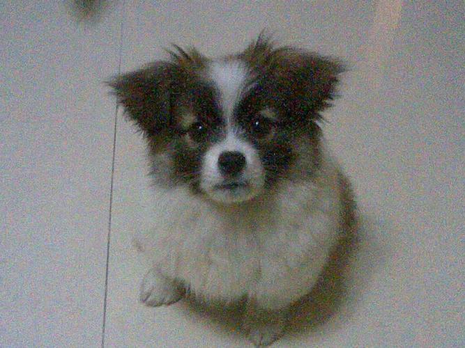 帮忙看下是否蝴蝶犬