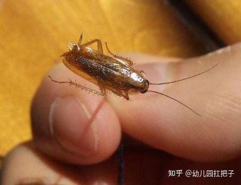 家中有蟑螂怎么办!北方啊!