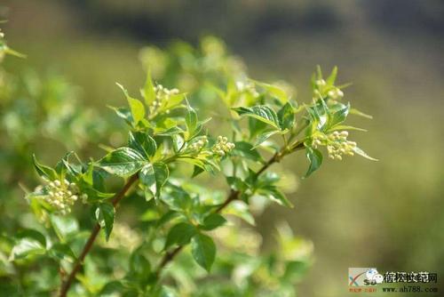 大别山地区的雨花菜,你可曾听过它的传说?