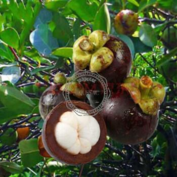 山竹苗山竹树苗当年结果盆栽树苗南方水果树苗北方地栽庭院阳台露天