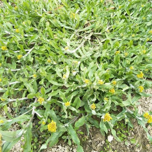 野生新鲜鼠曲草绒毛草鼠麴田艾草清明草菜佛耳草清明果团材料500g