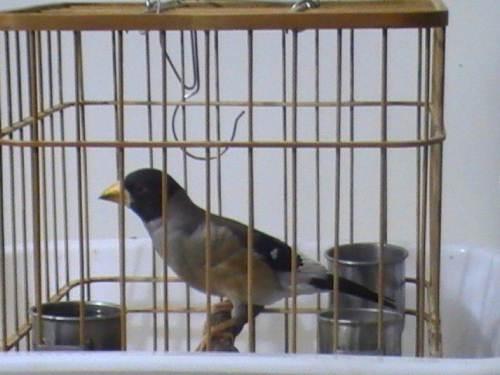 精品东北小嘴蜡嘴鸟转让