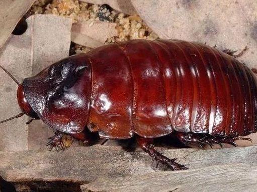 蟑螂人人喊打可体型最大的蟑螂不被视为害虫还是奇珍异宠