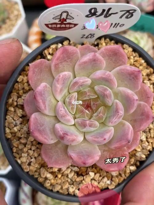 7615～冰魄_多肉植物_冰魄多肉_家居家装_家居装饰_花艺