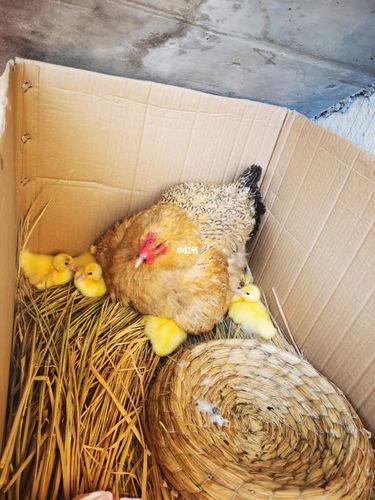 番鸭出壳记_癌症_宠物_宠物其他