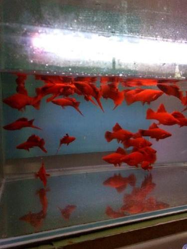 出高鳍红箭红剑孔雀鱼