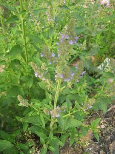 蟾蜍草的服用方法