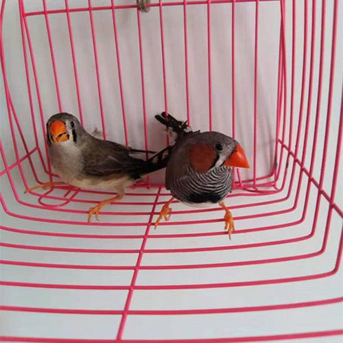 送鸟观赏鸟幼珍珠鸟繁殖白文鸟宠物鸟手玩鸟活体鸟