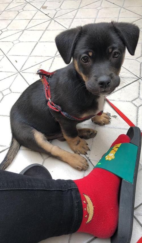 原创网友把土狗当罗威纳养,它既聪明又可爱,已经两个月了