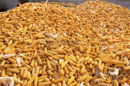 秋天收获玉米苞米苞谷农村乡村粮食