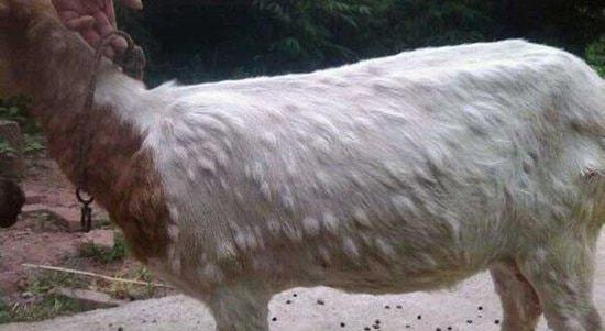 羊痘冬春季高发!会导致孕羊流产,高发期最全预防方案