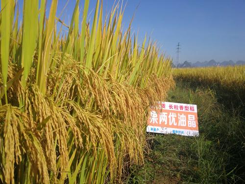 稻:果两优油晶,各地优秀表现 写美篇7月5日播种,10月30日上午9点去田