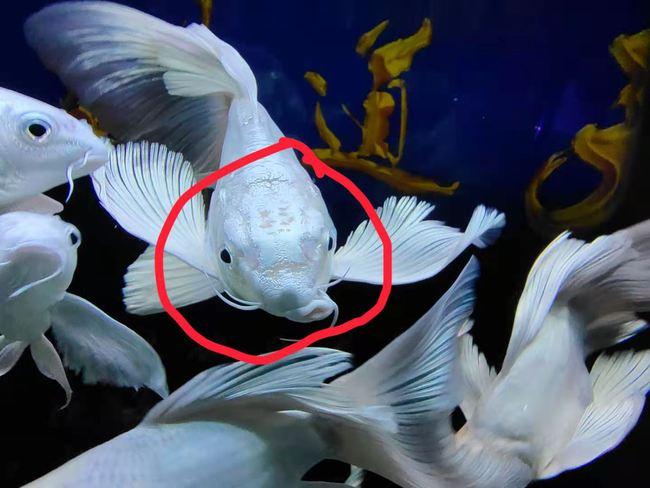 购买三条蝴蝶鲤其中一条很有特色可能全网找不到第二条了吧