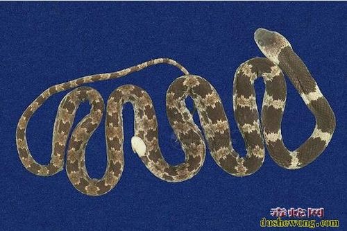 蛇标本图片大全:白梅花蛇-黑背白环蛇标本图-蛇的图片-毒蛇网