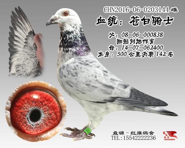 苍白骑士-盘锦红旗鸽舍-中信网爱鸽商城