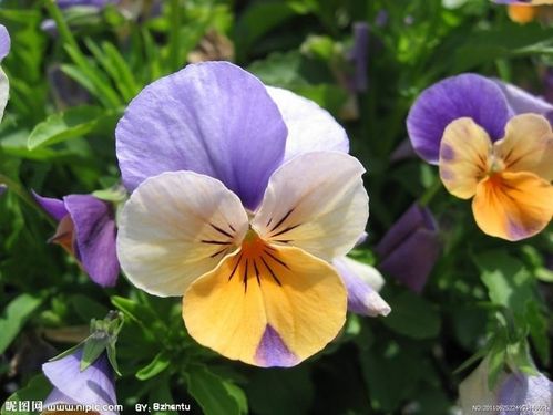 生日花:野生叁色堇(wild pansy)