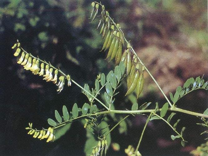 草木樨状黄芪